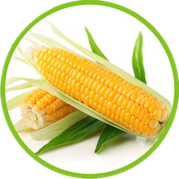 OP de Produtores de Cereais